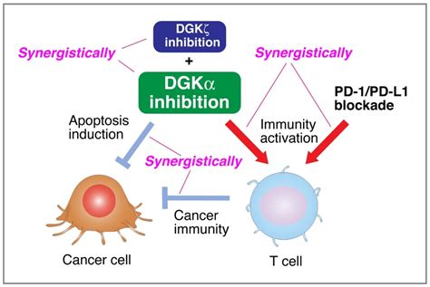 dgkanal|The Roles of Diacylglycerol Kinase α in Cancer Cell Proliferation .